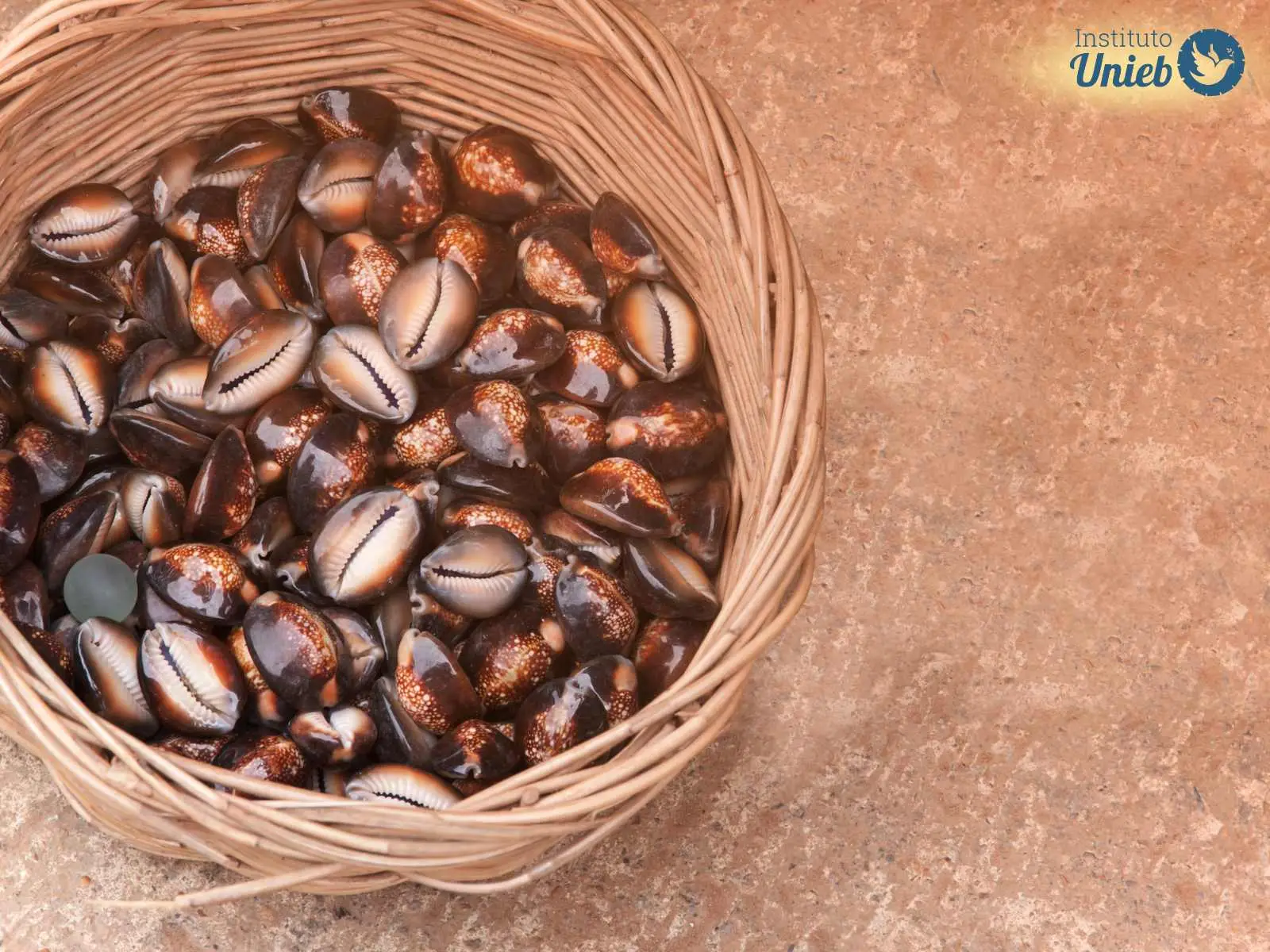 Unieb Cesto de palha no chão com grande quantidade de conchas do mar, chamadas de búzios - Instituto Unieb (Pai de santo Roberson Dariel) - Contato 11 96982-1121 - CEP 14801-040 - Av. Dom Pedro II 562, Centro, Araraquara, SP