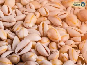 Blog Dezenas de búzios, que são conchas, espalhados, simbolizando o Jogo de Búzios de Exu