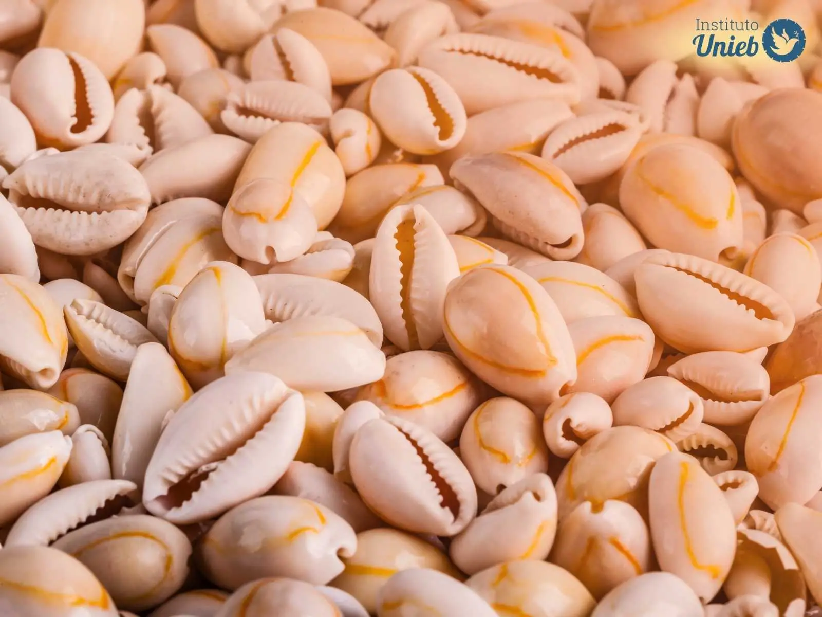 Dezenas de búzios, que são conchas, espalhados, simbolizando o Jogo de Búzios de Exu